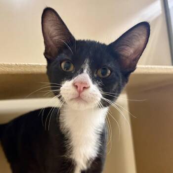 George -  Domestic Long Hair Cat for Adoption in Sonora, California - George | PetCurious