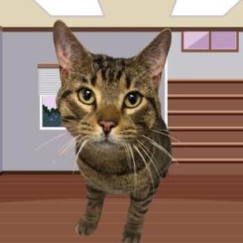 Domestic Short Hair Cats Available for Adoption in West Olive, Michigan - Jabberwocky (Holland Cat Cove) | PetCurious