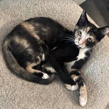 Bree -  Calico Cat for Adoption in Randolph, Massachusetts - Bree | PetCurious
