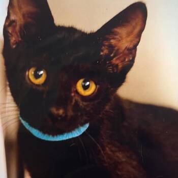 Todd -  Domestic Short Hair Cat for Adoption in Wadena, Minnesota - Todd | PetCurious