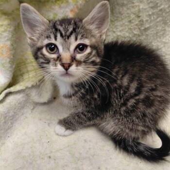 One-ee -  Domestic Short Hair Cat for Adoption in Spokane, Washington - One-ee | PetCurious