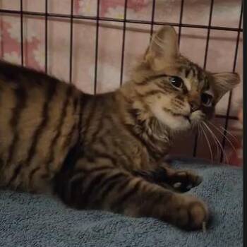 Saffron -  Domestic Medium Hair Cat for Adoption in Winchester, Virginia - Saffron | PetCurious