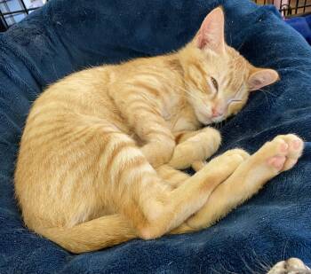 Kamakazie -  Tabby Cat for Adoption in Stanwood, Washington - Kamakazie | PetCurious