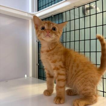 Domestic Short Hair Cats Available for Adoption in Sarasota, Florida - Hummus | PetCurious