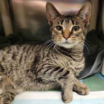 Zeus (& Hera) -  Domestic Short Hair Cat for Adoption in Columbia, Missouri - Zeus (& Hera) | PetCurious