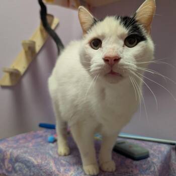 Salt -  Domestic Short Hair Cat for Adoption in Titusville, Florida - Salt | PetCurious