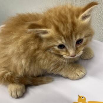 Domestic Long Hair Cats Available for Adoption in Tampa, Florida - Turner | PetCurious