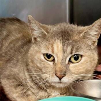Domestic Short Hair Cats Available for Adoption in Pocono Summit, Pennsylvania - Bunny | PetCurious