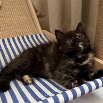 Spoon -  Domestic Long Hair Cat for Adoption in Lexington, Kentucky - Spoon | PetCurious