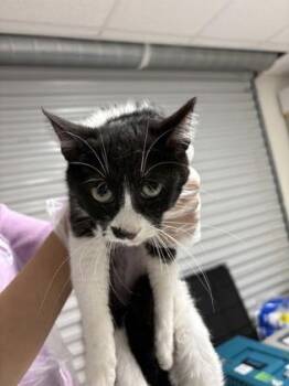 Domestic Short Hair Cats Available for Adoption in San Antonio, Texas - Sparkle | PetCurious