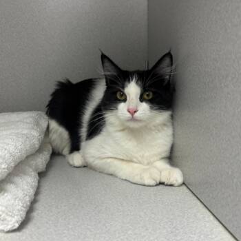 Magpie -  Domestic Medium Hair Cat for Adoption in Los Angeles, California - Magpie | PetCurious