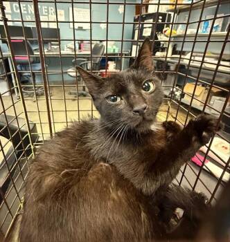 DRACULA -  Domestic Short Hair Cat for Adoption in San Antonio, Texas - DRACULA | PetCurious