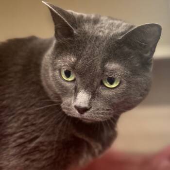 Rescue Domestic Short Hair Cats for Adoption in Wheeling, Illinois - Mia | PetCurious