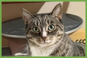 Kittycat -  Domestic Short Hair Cat for Adoption in Amherst, Massachusetts - Kittycat | PetCurious