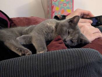 Domestic Short Hair Cats Available for Adoption - Dee | PetCurious