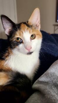 Domestic Short Hair Cats Available for Adoption in Riverside, California - Sakura 2 | PetCurious
