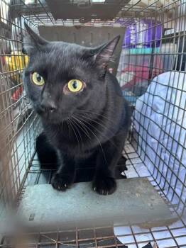 Rescue Domestic Short Hair Cats for Adoption in Fort Walton Beach, Florida - DRAVEN | PetCurious