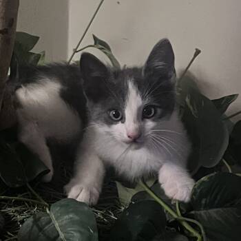 Rescue Domestic Short Hair Cats for Adoption in Redwood City, California - Maru | PetCurious