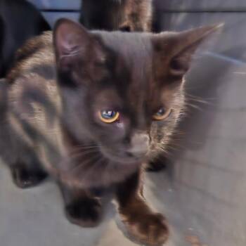 Coal Miner -  Domestic Short Hair Cat for Adoption in Greensboro, North Carolina - Coal Miner | PetCurious