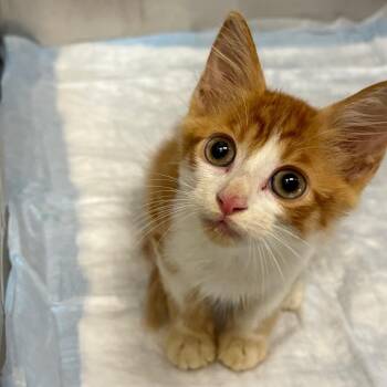 Milo -  Domestic Long Hair Cat for Adoption in West Palm Beach, Florida - Milo | PetCurious