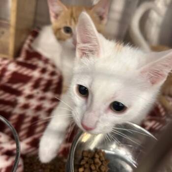 Slade -  Domestic Short Hair Cat for Adoption in Davenport, Iowa - Slade | PetCurious