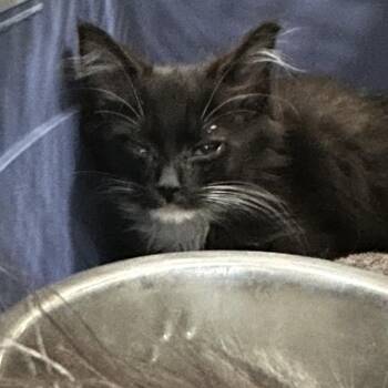 Frick -  Domestic Short Hair Cat for Adoption in Greensboro, North Carolina - Frick | PetCurious