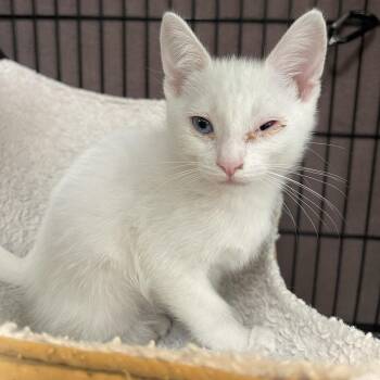 Hairspray -  Domestic Short Hair Cat for Adoption in Los Angeles, California - Hairspray | PetCurious