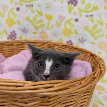 Doc Hudson -  Domestic Short Hair Cat for Adoption in Riverwoods, Illinois - Doc Hudson | PetCurious