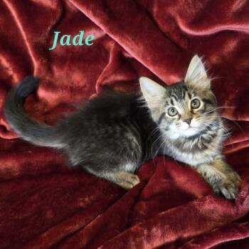 Rescue Domestic Medium Hair Cats for Adoption in Vine Grove, Kentucky - Jade | PetCurious