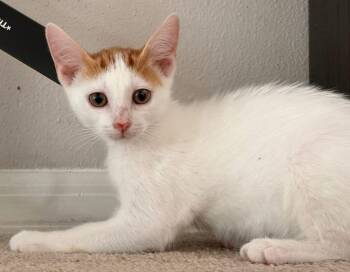 Helmet -  Domestic Short Hair Cat for Adoption in Tampa, Florida - Helmet | PetCurious