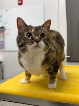 Ellie Mae -  Domestic Short Hair Cat for Adoption in Kansas City, Missouri - Ellie Mae | PetCurious