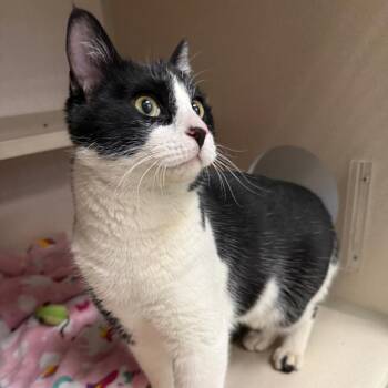 Domestic Short Hair Cats Available for Adoption - Oberon | PetCurious