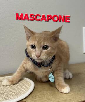 Mascarpone NS -  Domestic Short Hair Cat for Adoption in Rome, Georgia - Mascarpone NS | PetCurious