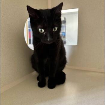 Rescue Domestic Short Hair Cats for Adoption in Houston, Texas - Ellie | PetCurious