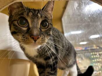 Salem -  Tabby Cat for Adoption in Indianapolis, Indiana - Salem | PetCurious
