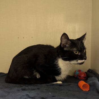 Domestic Short Hair Cats Available for Adoption - Clementine | PetCurious