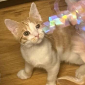 Butternut Carter -  Domestic Short Hair Cat for Adoption in Eagle Mountain, Utah - Butternut Carter | PetCurious
