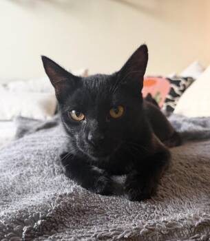 Domestic Short Hair Cats Available for Adoption in Evergreen, Colorado - Teeter | PetCurious