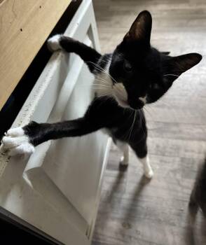 Rescue Domestic Short Hair Cats for Adoption in Hoboken, New Jersey - Willie | PetCurious