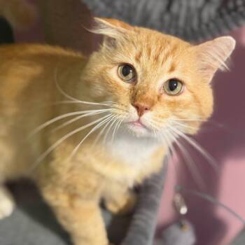 Mikleo -  Domestic Short Hair Cat Available for Adoption in Houston, Texas - Mikleo | PetCurious