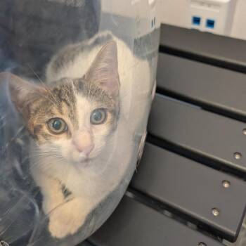 Grace -  Domestic Short Hair Cat for Adoption in Clearwater, Florida - Grace | PetCurious