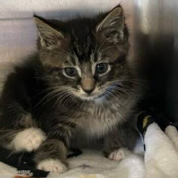 Domestic Short Hair Cats Available for Adoption in Knoxville, Tennessee - Canary | PetCurious