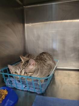 Domestic Short Hair Cats Available for Adoption - Tesla | PetCurious