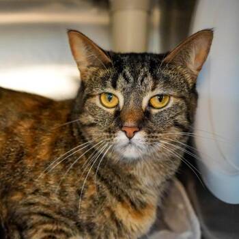 Trixi -  Domestic Short Hair Cat Available for Adoption - Trixi | PetCurious