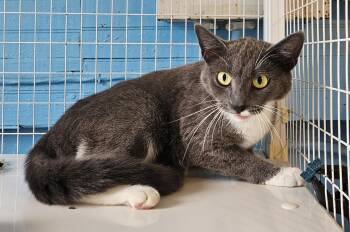 Swan-FeLV POSITIVE -  Domestic Medium Hair Cat for Adoption in Claremont, New Hampshire - Swan-FeLV POSITIVE | PetCurious