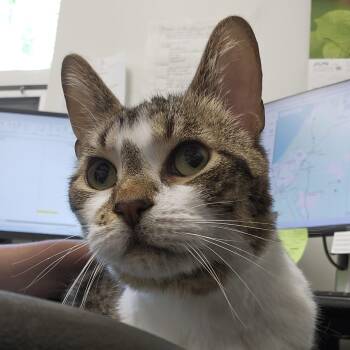 Kenny -  American Shorthair Cat for Adoption in Benton Harbor, Michigan - Kenny | PetCurious