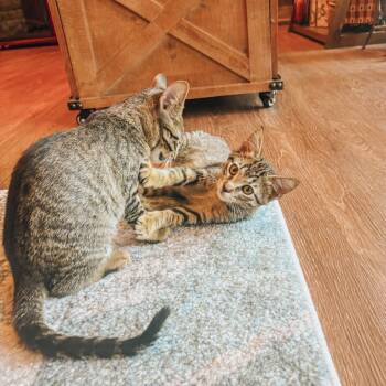 Rescue Domestic Short Hair Cats for Adoption in Kansas City, Missouri - Guac | PetCurious