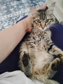 Mitzy -  Domestic Medium Hair Cat for Adoption in San Jacinto, California - Mitzy | PetCurious