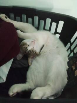 Pandora’s Box: Elpis -  Tabby Cat for Adoption - Pandora’s Box: Elpis | PetCurious