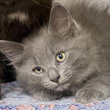 Curly -  Domestic Short Hair Cat for Adoption in Columbus, Georgia - Curly | PetCurious
